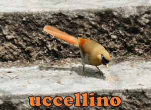 uccellino